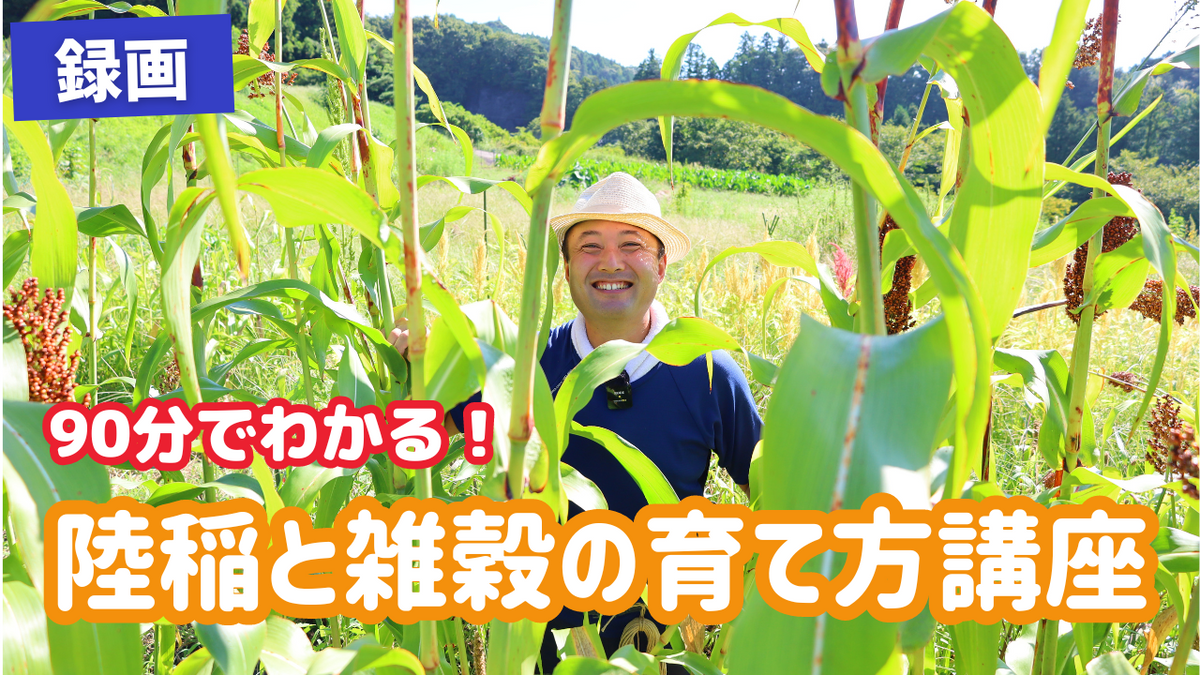 おかぼ これならできる陸稲（おかぼ）と雑穀！～陸稲、タカキビ、アマランサス