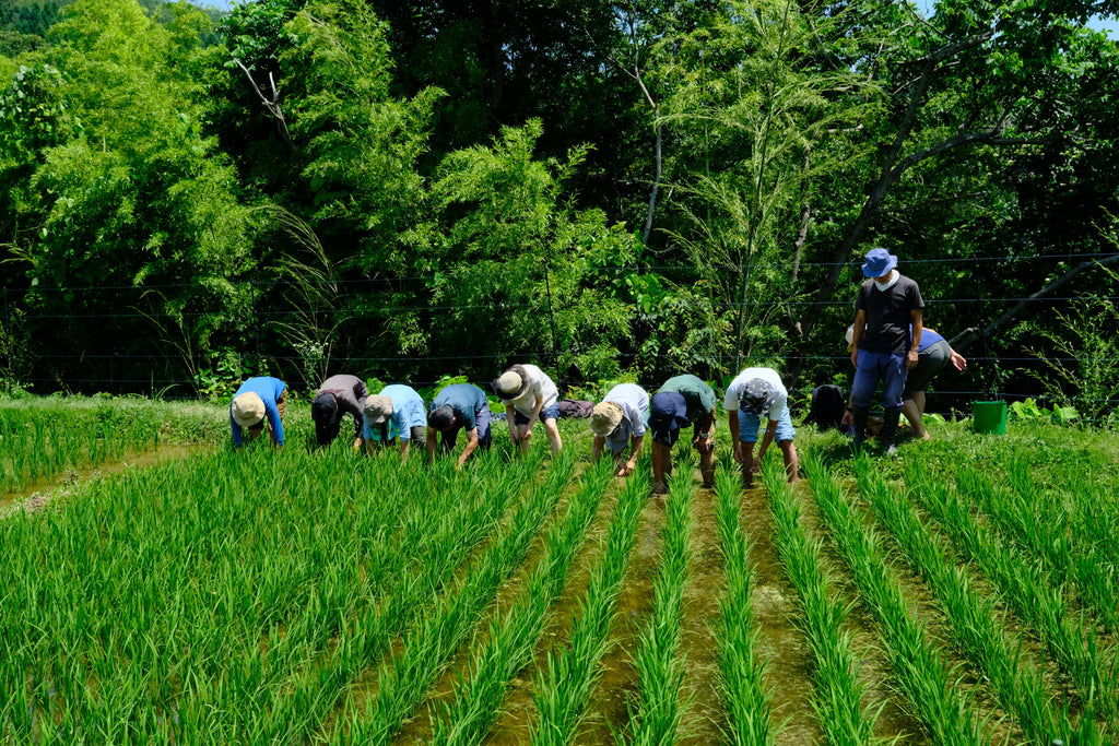 自然菜園ごよみ2025　７月の野良仕事　第18回