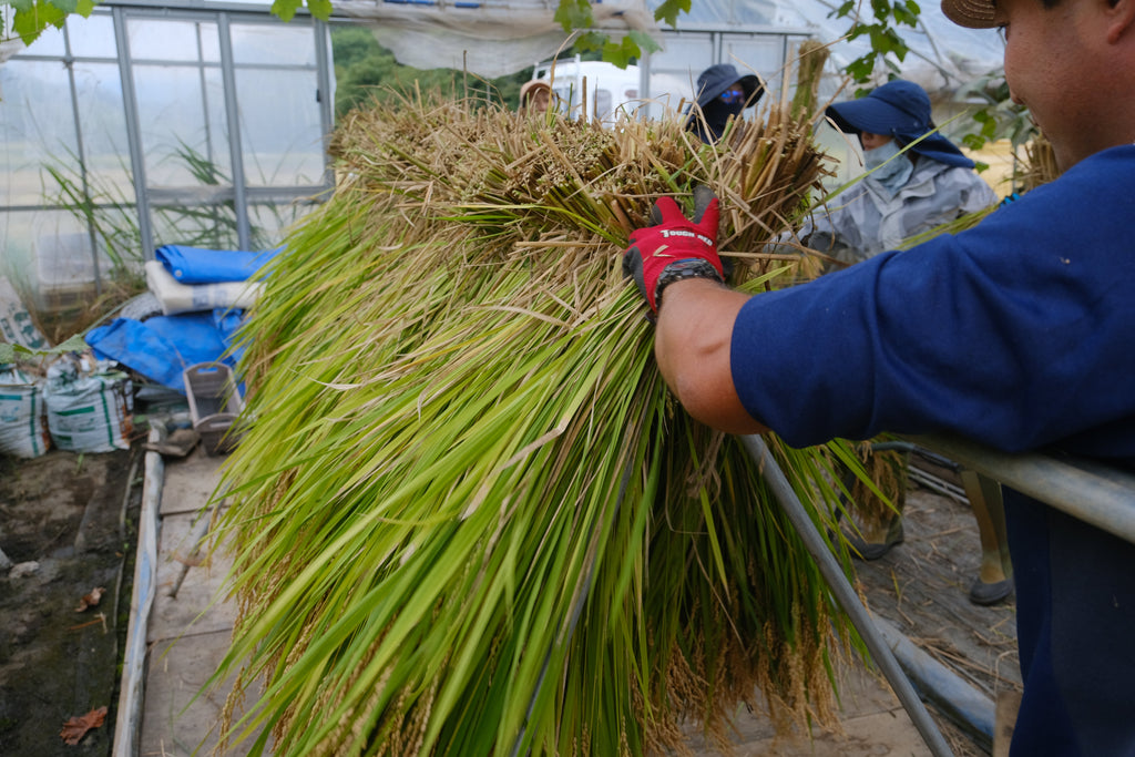 「自然菜園ごよみ2025　10月の野良仕事」第21回