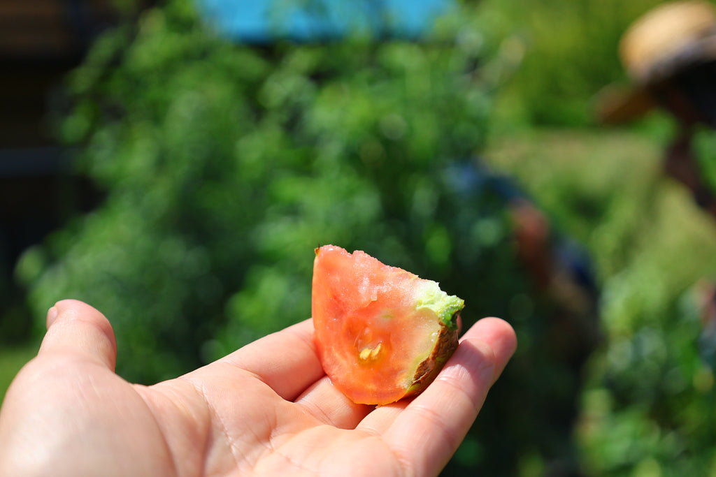 「自然菜園ごよみ2025　８月の野良仕事」第19回