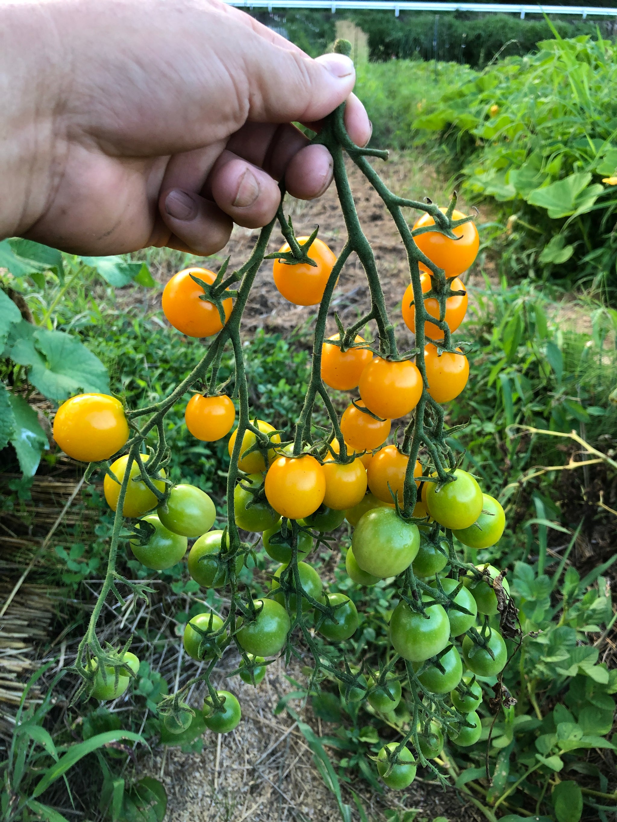 自然菜園育ちのタネ2025年コレクション＜販売終了＞ – 自然菜園